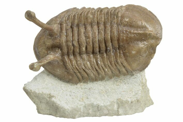 Stalk-Eyed Asaphus Kowalewskii Trilobite - Russia #237031
